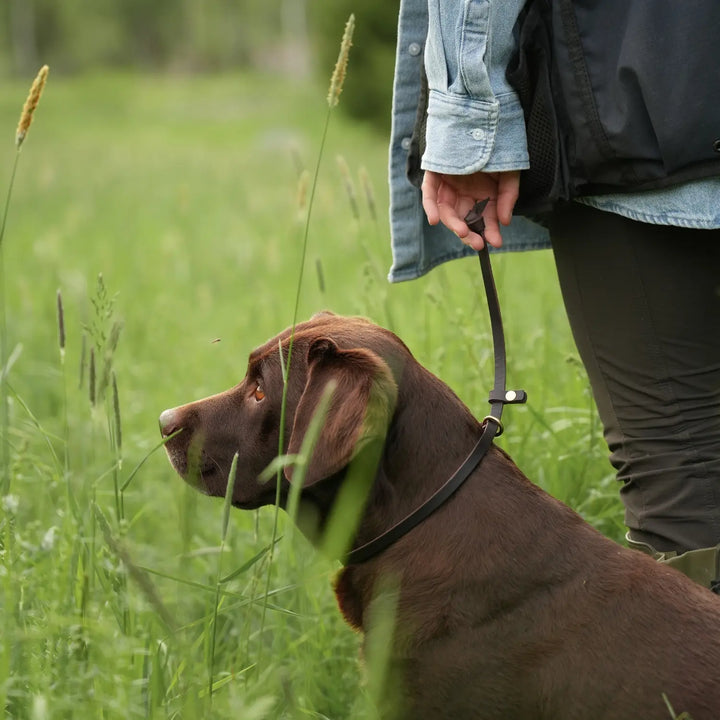 Miljöbild brun labrador med junies läder luring brun brown #color_brown
