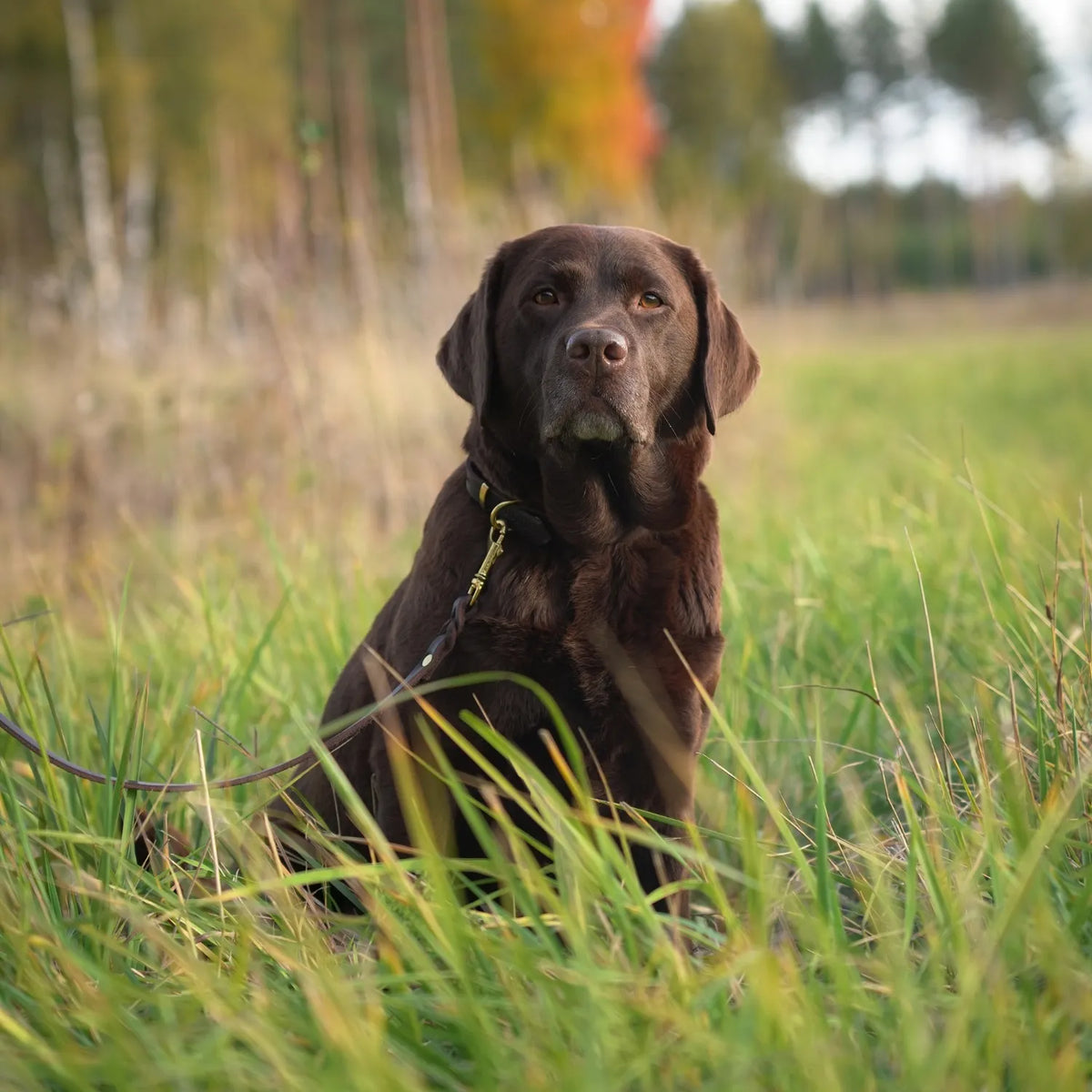 Miljöbild brun labrador på fält med junies läderhalsband och junies läderkoppel 2 m med mässingsdetaljer #color_brown