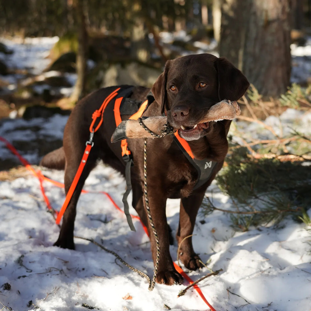 Miljöbild brun labrador viltspårar med junies spårlina biothane neon orange #color_neon-orange
