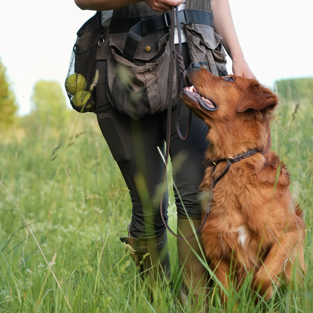 Miljlbild golden retriever med junies allt-i-ett-koppel svenskt läder 