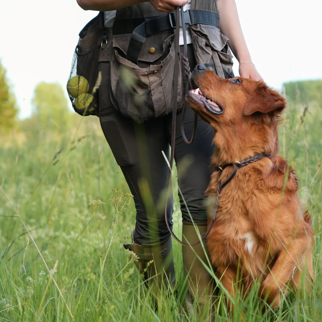 Miljlbild golden retriever med junies allt-i-ett-koppel svenskt läder #color_brown