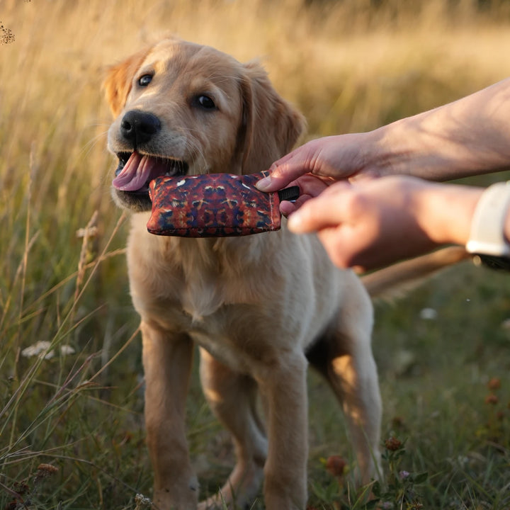 Miljöbild golden retriever valp med sporting saint valpdummy 35 g fasan
