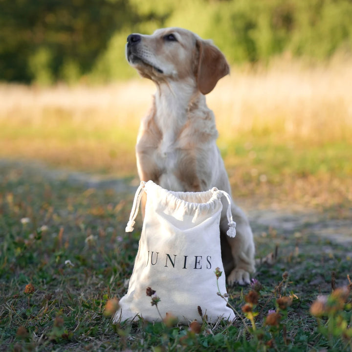 Miljöbild golden retriever valp med junies valppaket