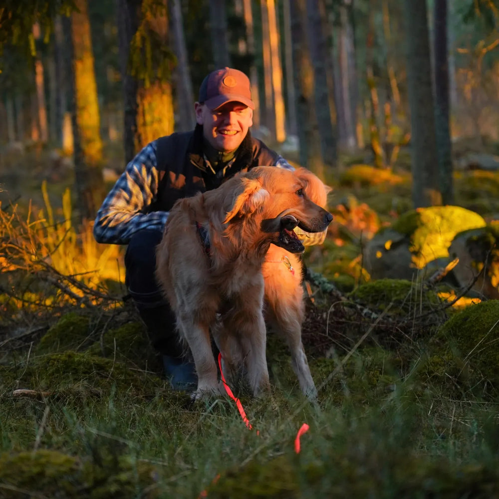 Miljöbild golden retirever viltspårar i skogen med junies spårlina biothane 10 meter neon orange #color_neon-orange