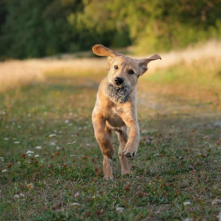 Mijöbild golden retrievervalp med sporting saint kaninboll #color_rabbit