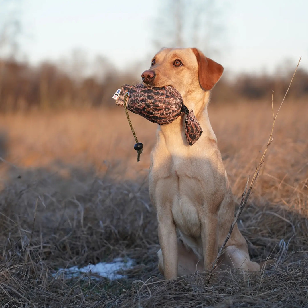 Miljöbild gul labrador med Sporting saint fågel dummy 350 g fasanhöna #color_fasanhona