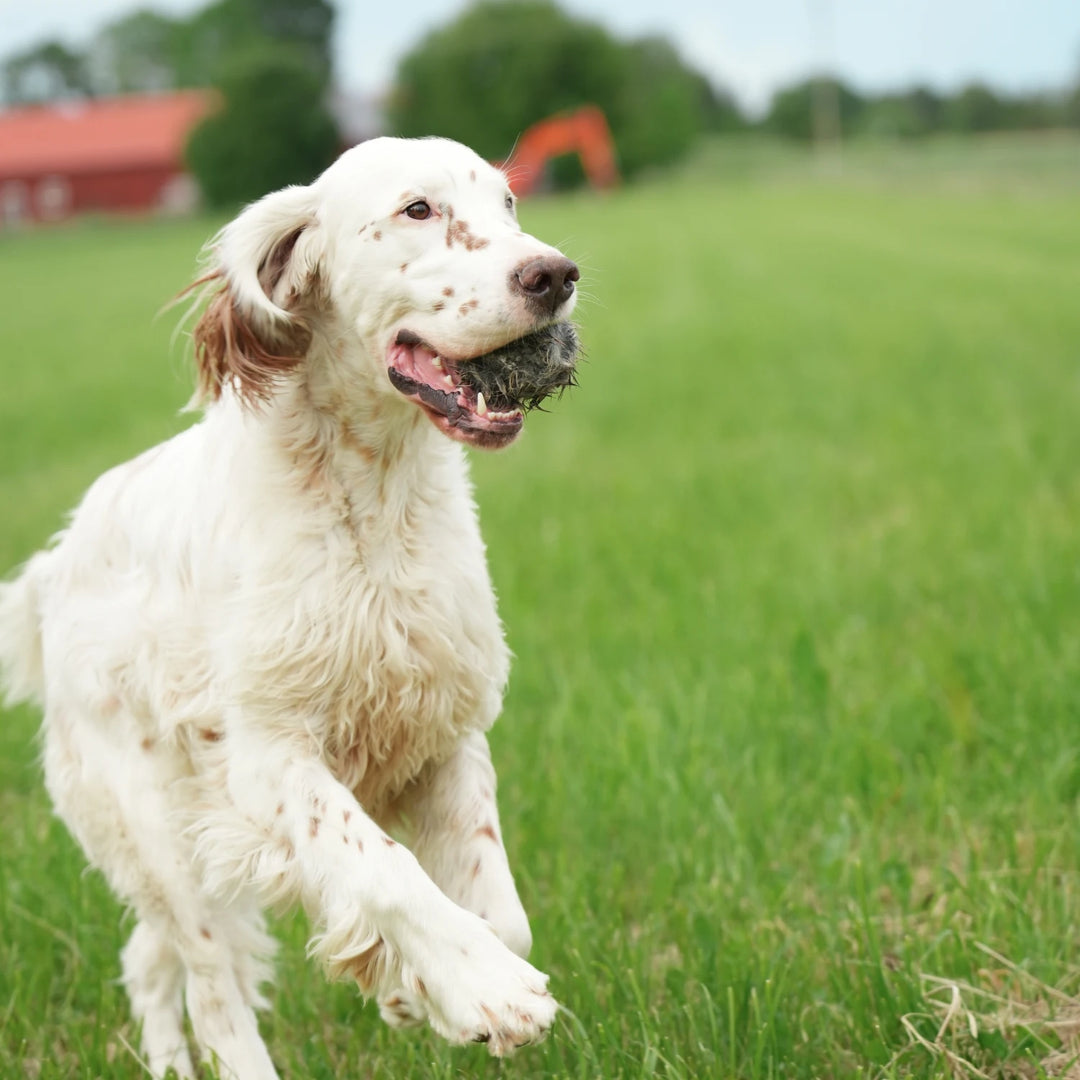 Miljöbild hund på fält med sporting saint kaninboll #color_rabbit