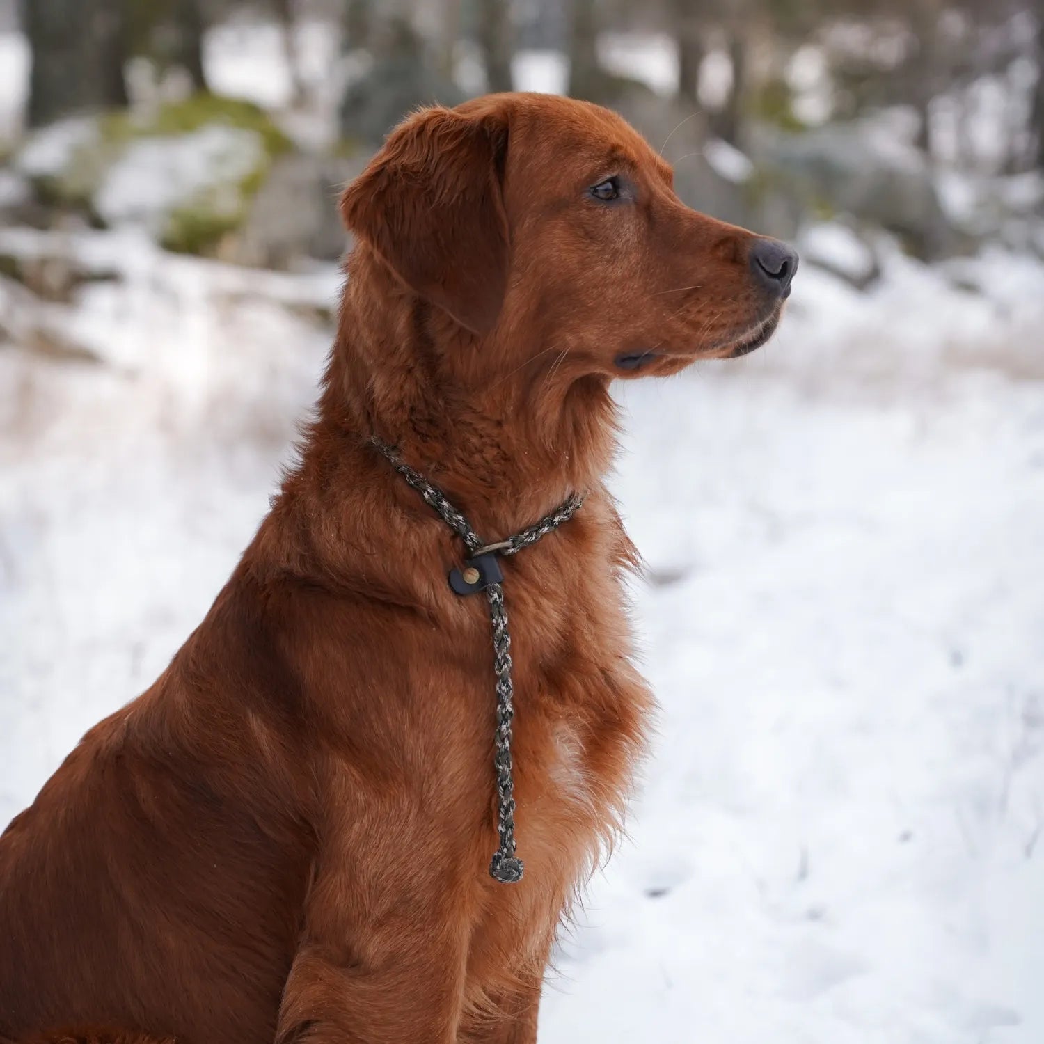 jaktgolden hund med luring från junies runt halsen i färgen grön camo #color_camo