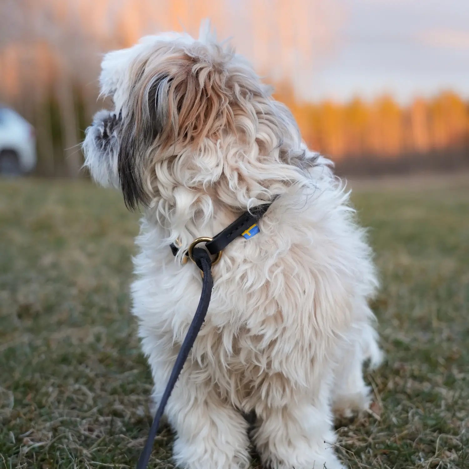 Miljöbild hund med junies retrieverkoppel svenskt läder #color_black
