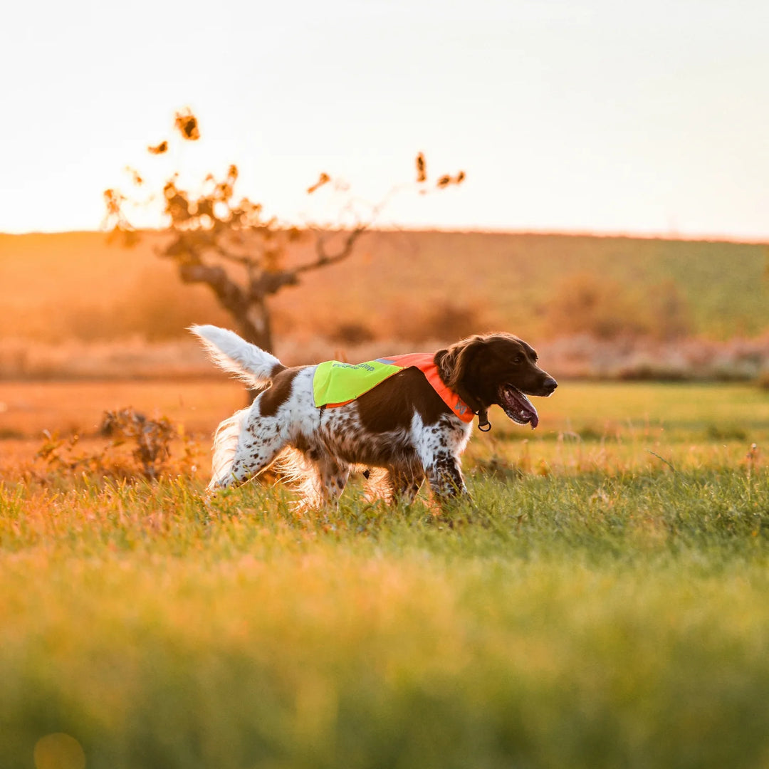 MIljöbild non-stop dogwear Protector cover 2.0