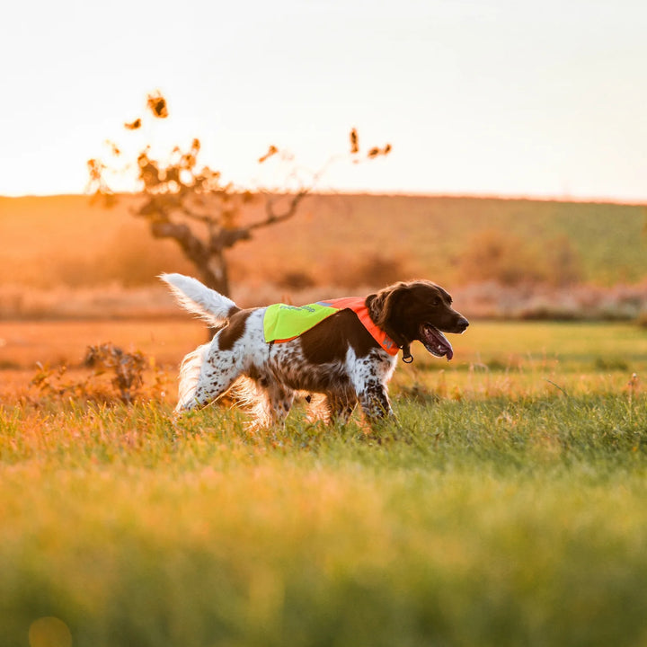 MIljöbild non-stop dogwear Protector cover 2.0