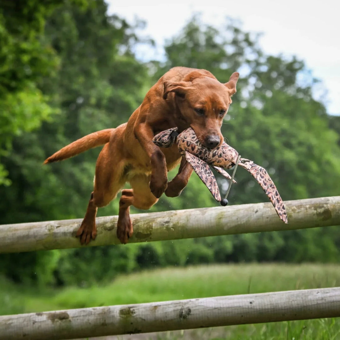 Miljöbild labrador apporterar med Sporting saint fågel dummy standard 500 g fasanhöna #color_fasanhona