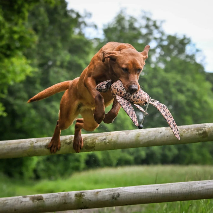 Miljöbild labrador apporterar med Sporting saint fågel dummy standard 500 g fasanhöna #color_fasanhona