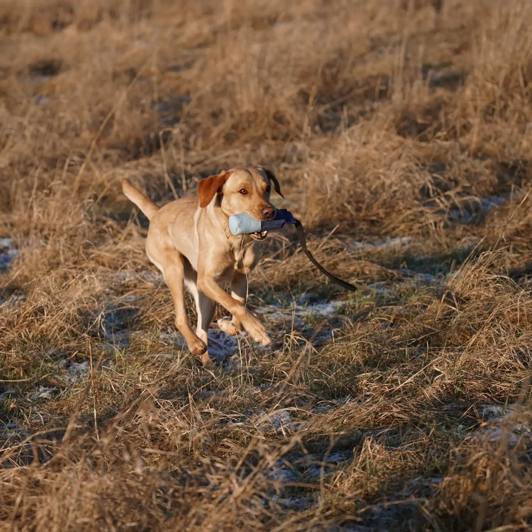Miljöbild labrador apporterar med firedog speedy markering dummy 250 g ljusblå mörkblå #color_blue-light-blue