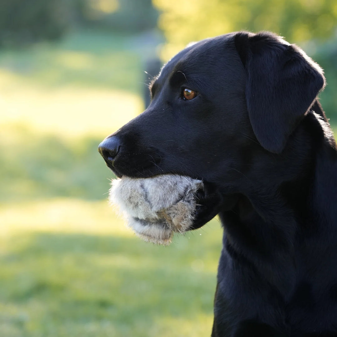 miljöbild labrador med Firedog kaninöverdrag till tennisboll #color_rabbit