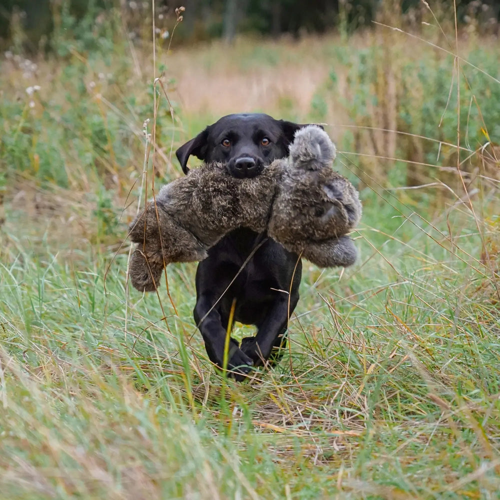 Miljöbild svart labrador på fält med sporting saint bg kanindummy 700 g #color_rabbit