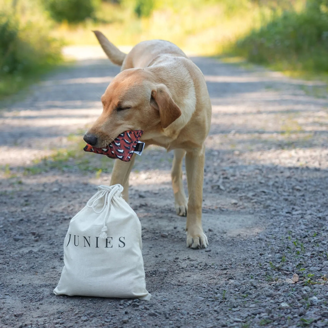 Miljöbild labrador unghund bär sporting saint valpdumy 35 g fasan med junies valppaket
