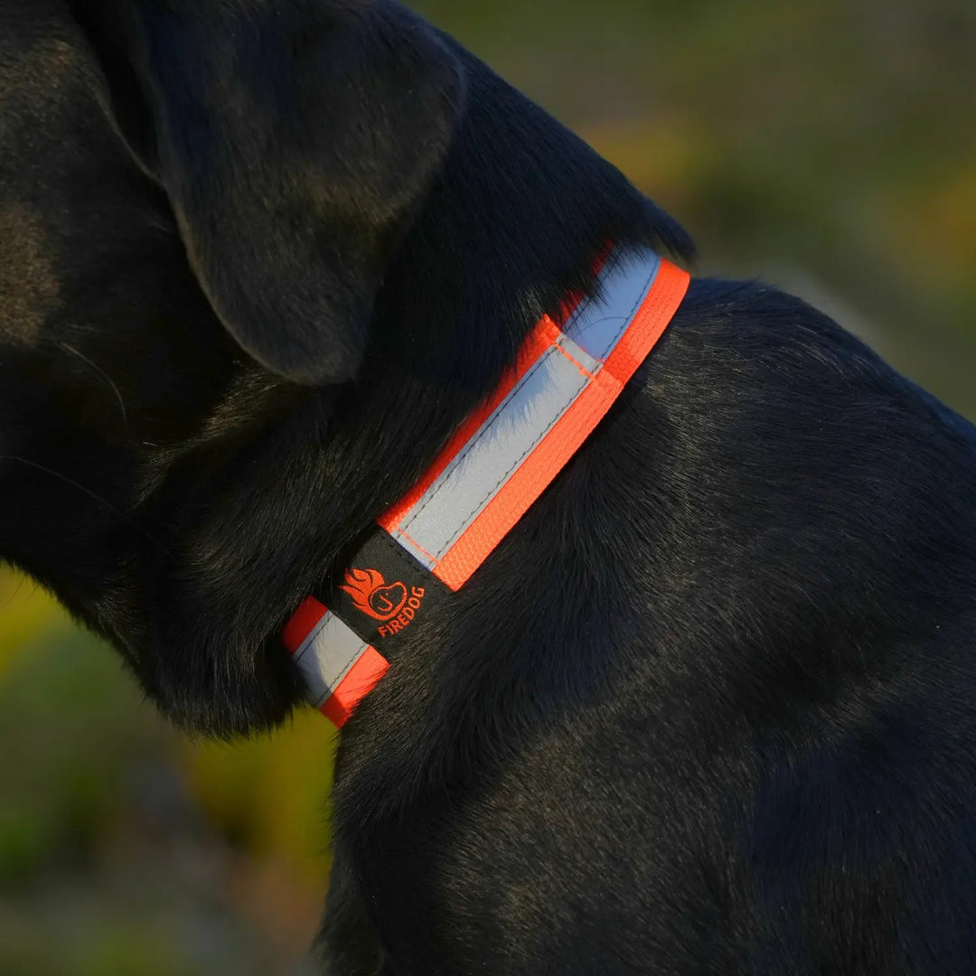 Miljöbild svart labrador firedog reflexhalsband närbild