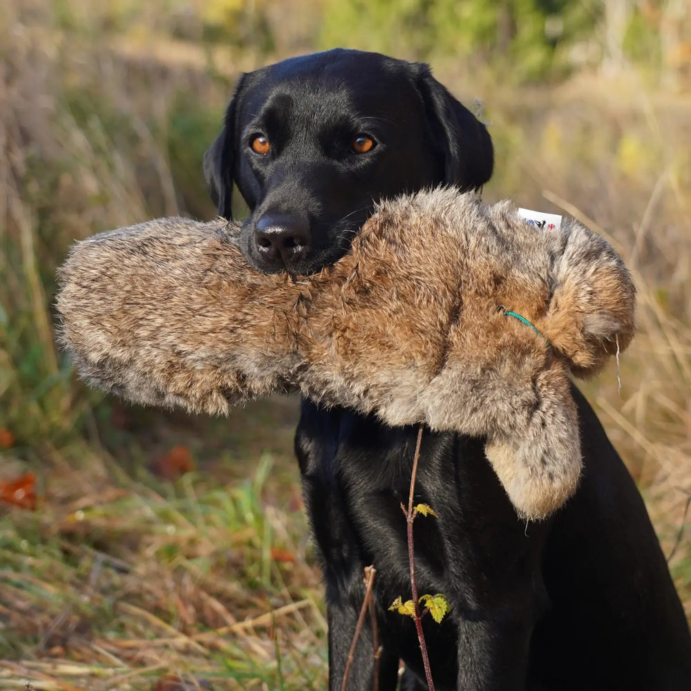 Miljöbild svart labrador håller sporting saint kanin dummy 1,3 kg