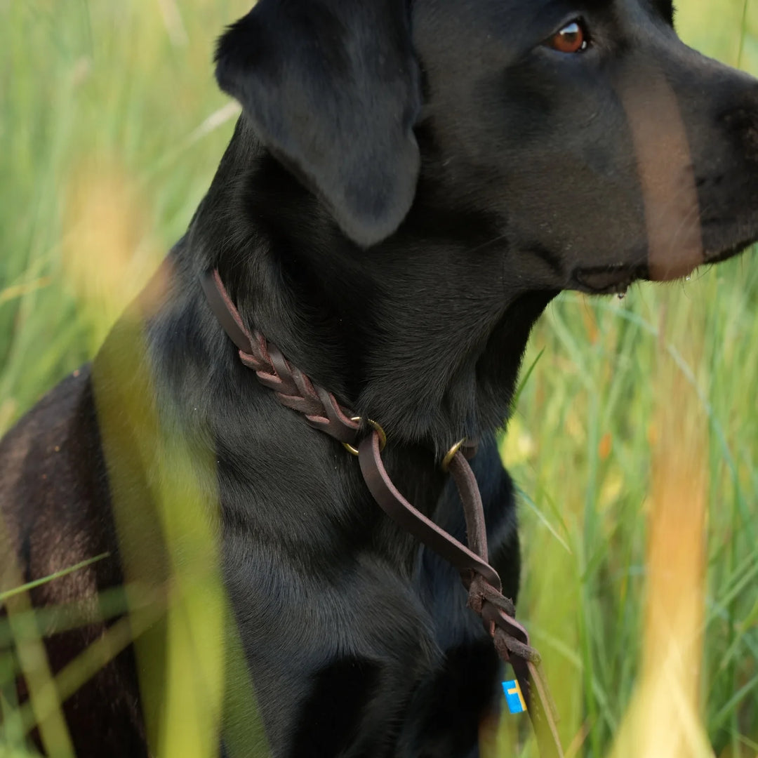 miljlbild svart labrador med junies allt-i-ett-koppel svenskt läder 