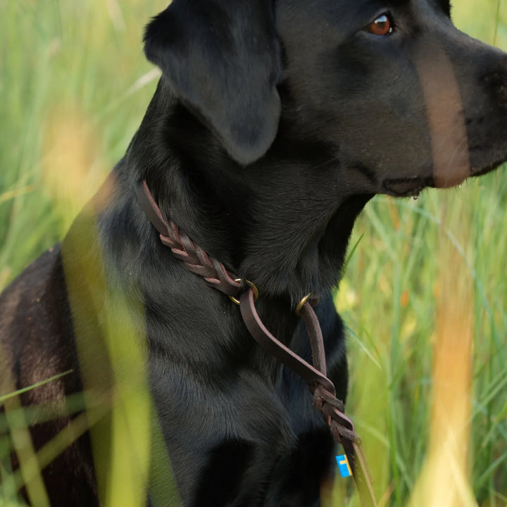 miljlbild svart labrador med junies allt-i-ett-koppel svenskt läder 