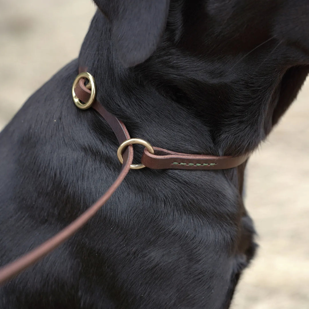 Miljobild svart labrador junies retrieverkoppel läder 200 cm kontrastsöm grön #color_light-green