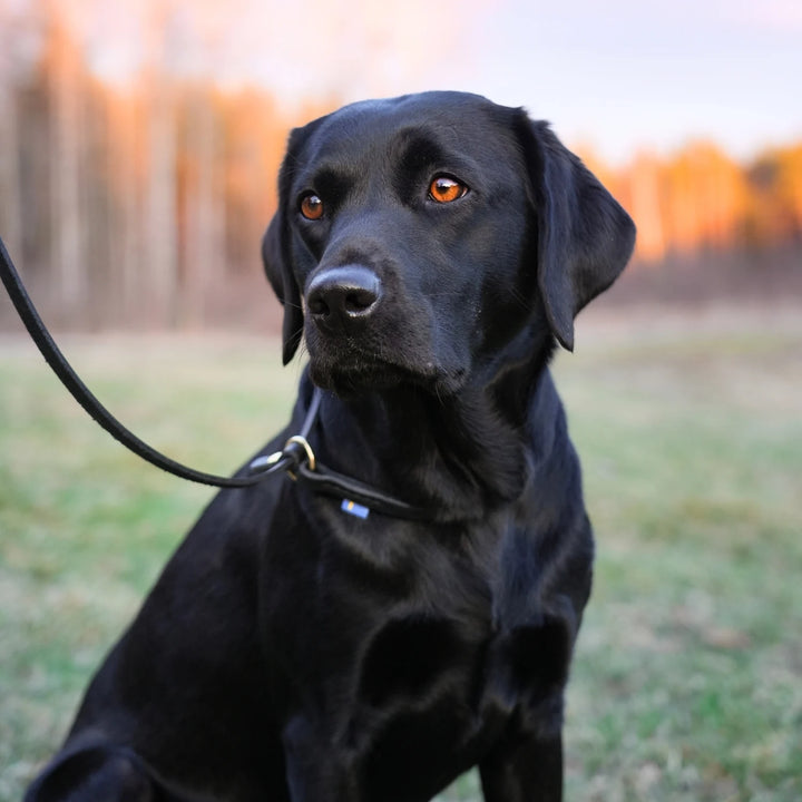 Miljöbild svart labrador med junies retrieverkoppel svenskt läder 140 cm #color_black