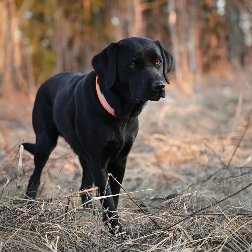 Miljöbild svart labrador med firedog reflexhalsband