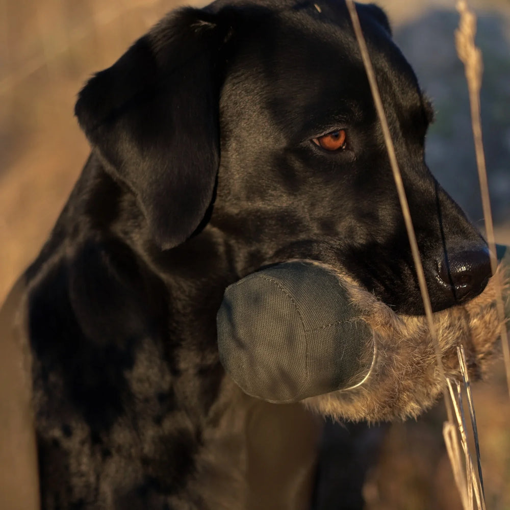 Miljöbild svart labrador med firedog speedy dummy med päls 500 g khaki #color_khaki