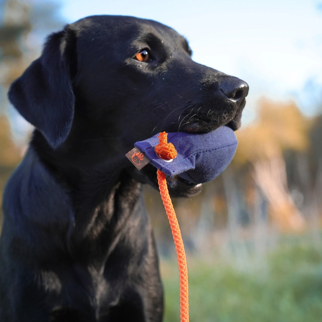 Miljöbild svart labrador med firedogs standard dummyboll 50 g blue #color_blue