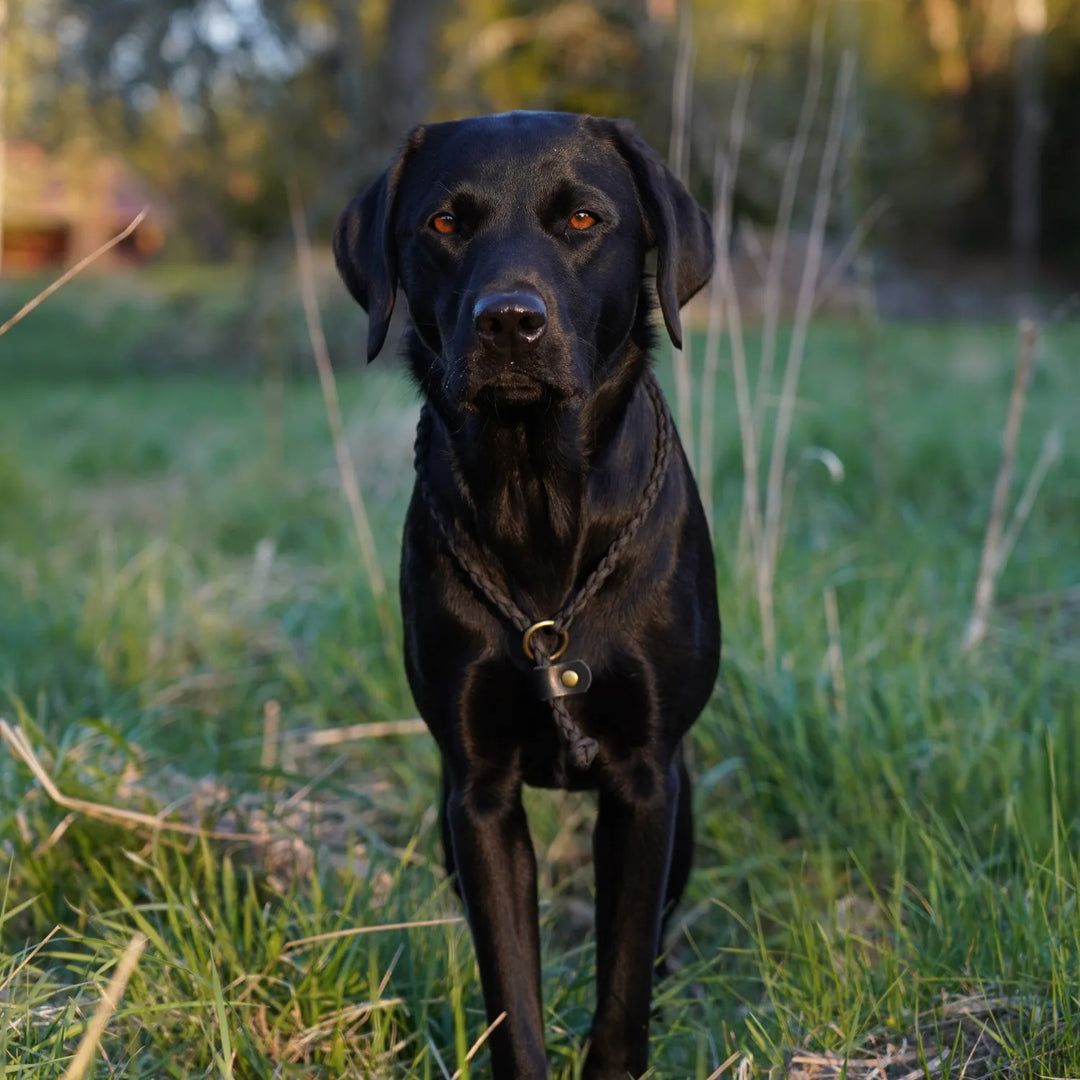 Svart labrador med junies flätade luring kort retrieverkoppel black #color_black