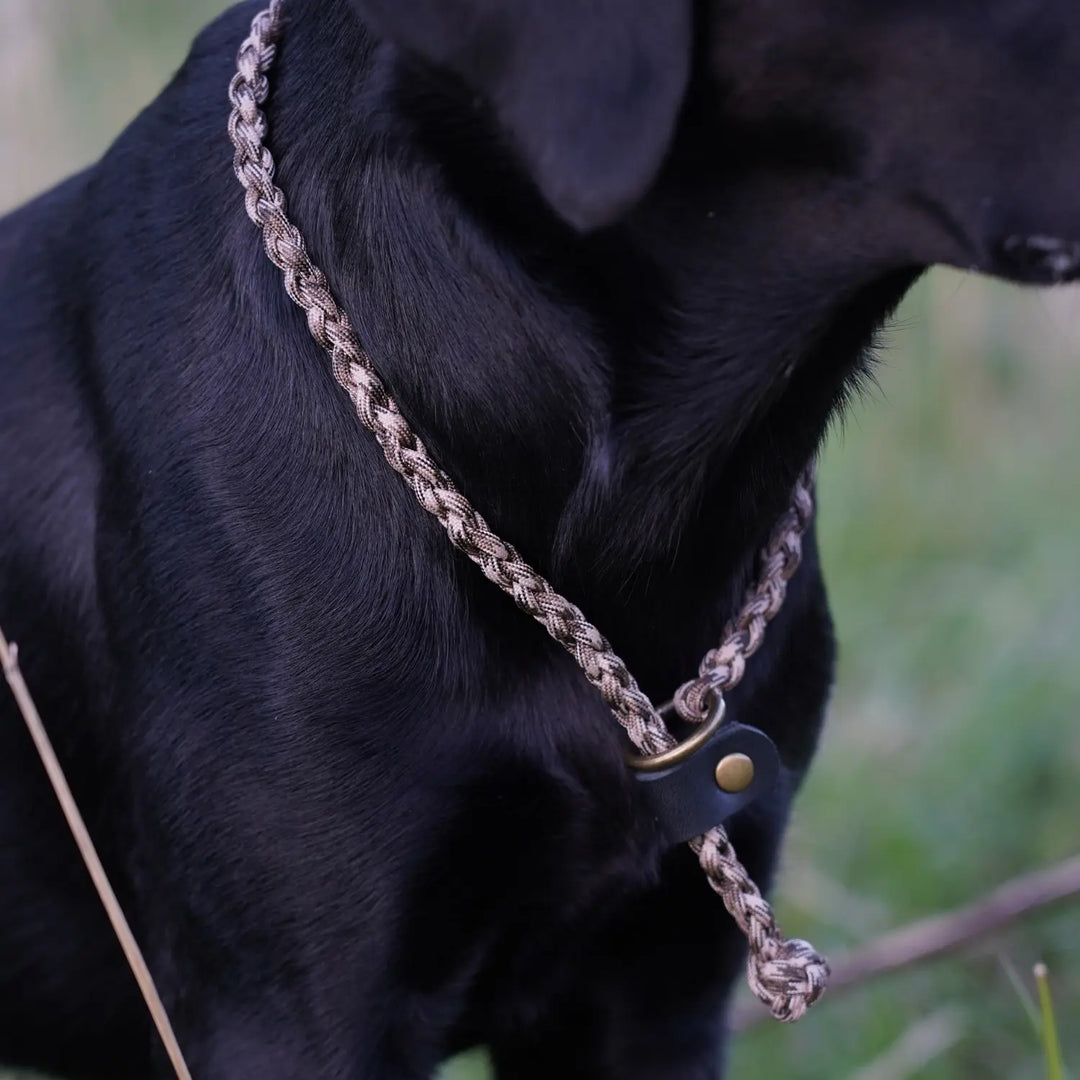 Svart labrador med junies flätade luring kort retrieverkoppel sand camo #color_sand-camo