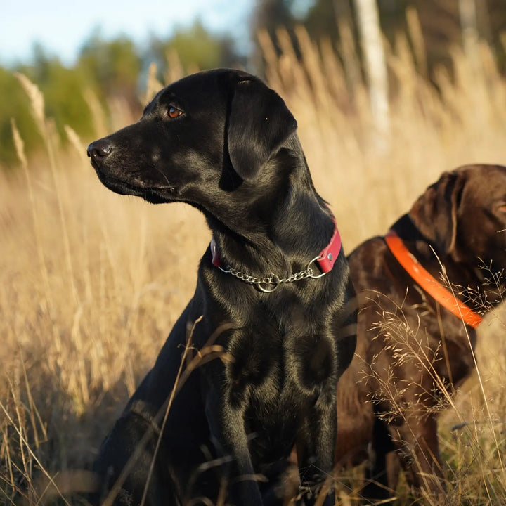 Miljöbild svart labrador med junies läderhalsband halvstryp wine #color_wine
