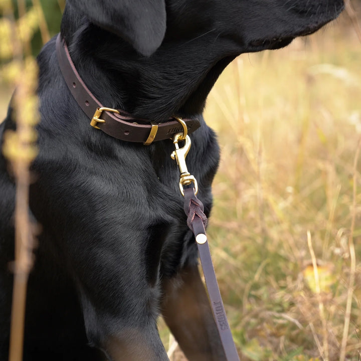 Miljöbild svart labrador med junies läderhalsband
