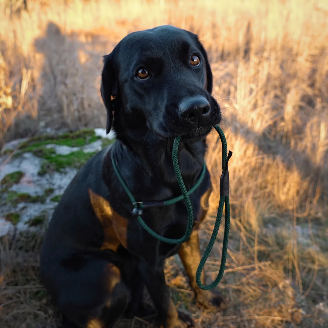 Miljöbild svart labrador med junies retrieverkoppel 120 x 0,6 cm dark green #color_dark-green