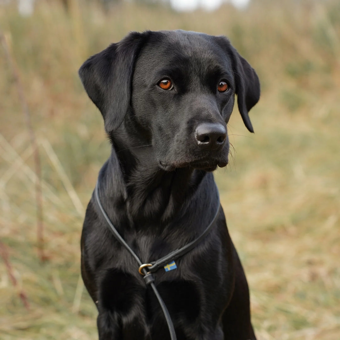 Miljöbild svart labrador med junies retrieverkoppel svenskt läder 140 cm
