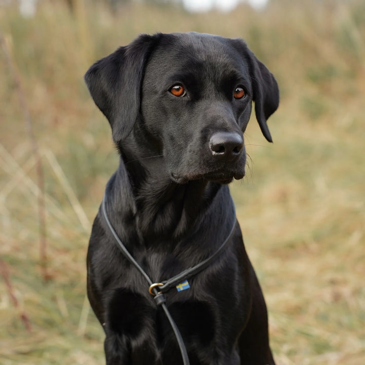 Miljöbild svart labrador med junies retrieverkoppel svenskt läder 140 cm