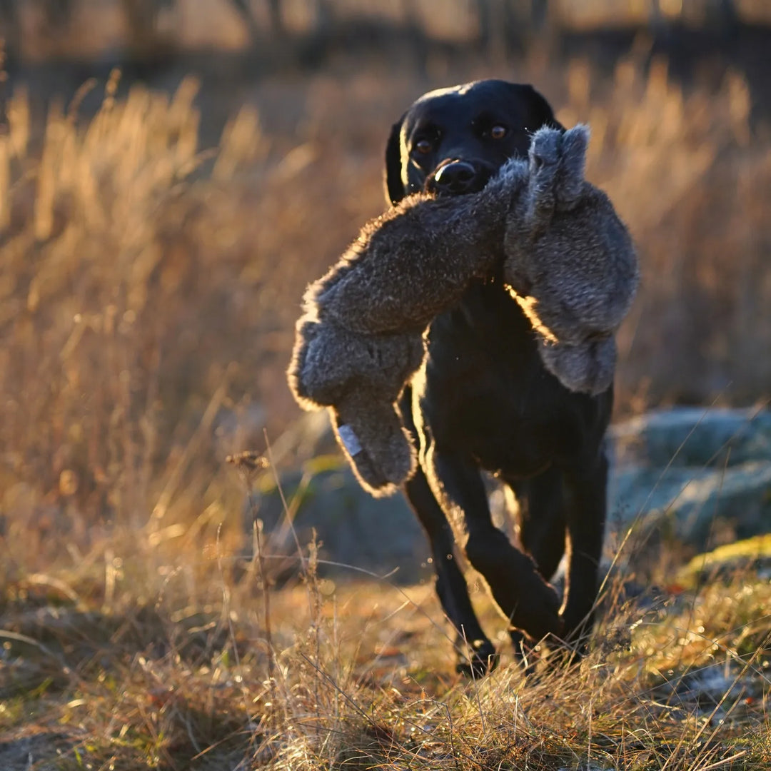 Miljöbild svart labrador på fält med sporting saint bg kanindummy 700 g #color_rabbit