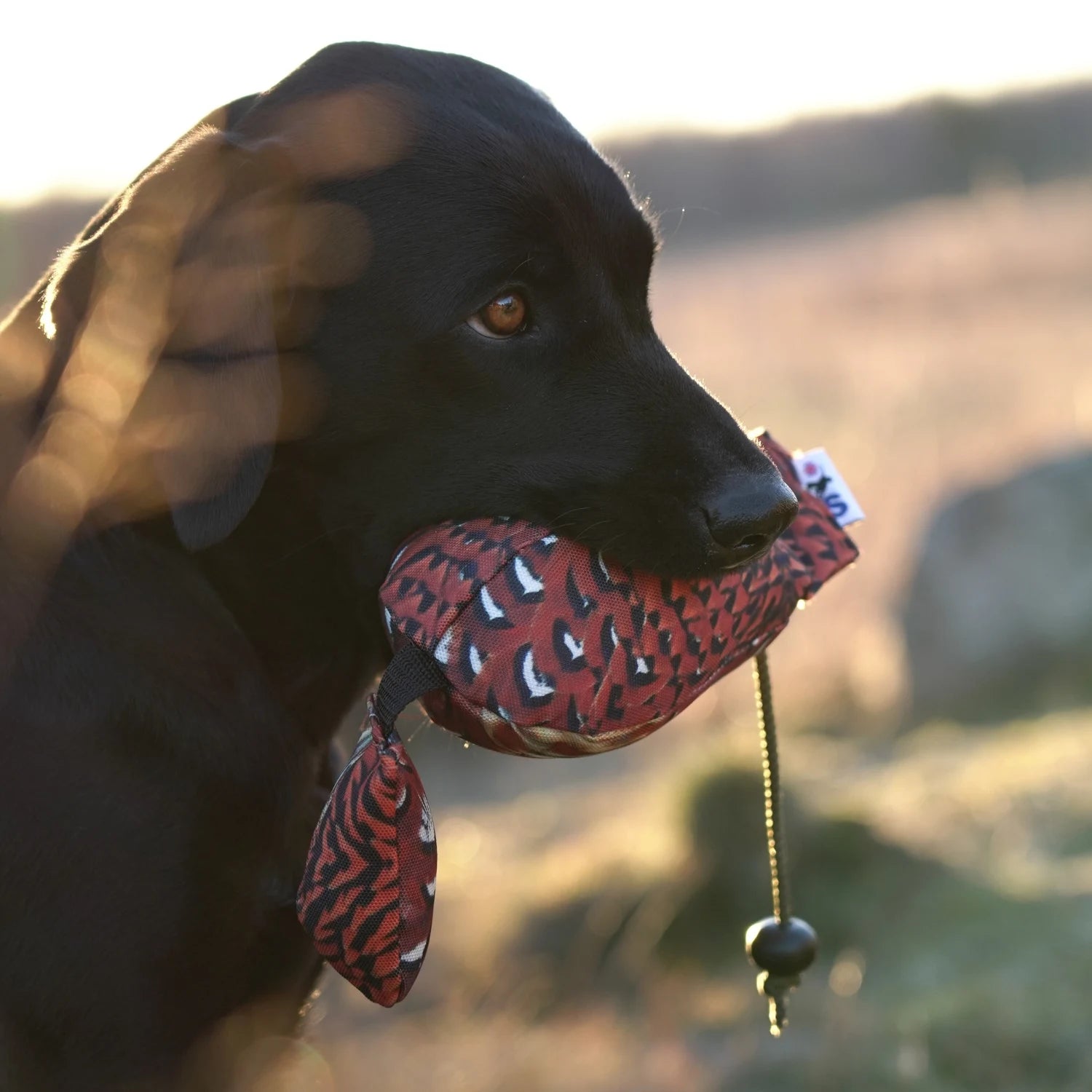 Miljöbild svart labrador med Sporting saint fågel dummy 350 g fasan #color_fasan