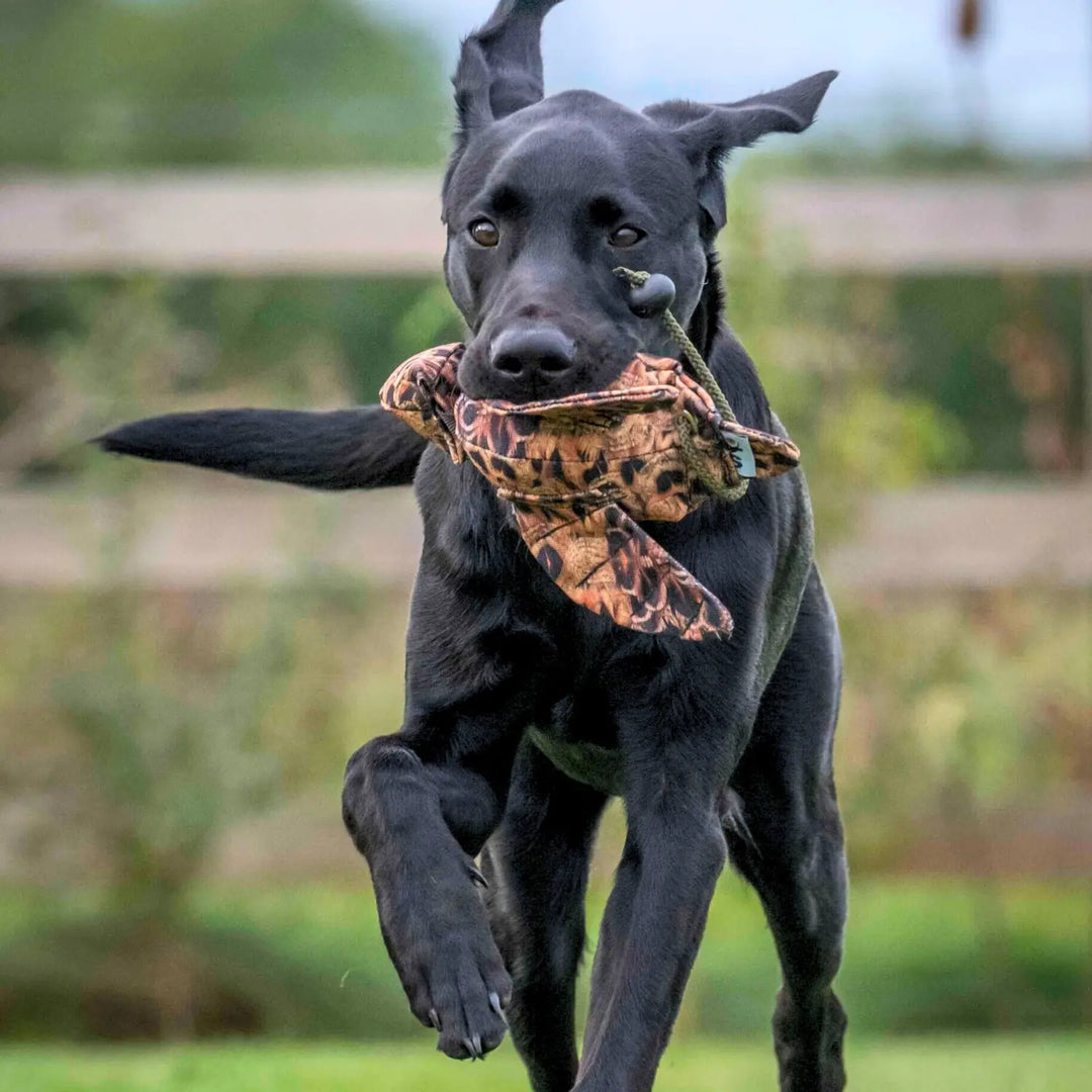 miljöbild svart labrador med sporting saint fågel dummy mini ca 310 g fasanhöna #color_fasanhona