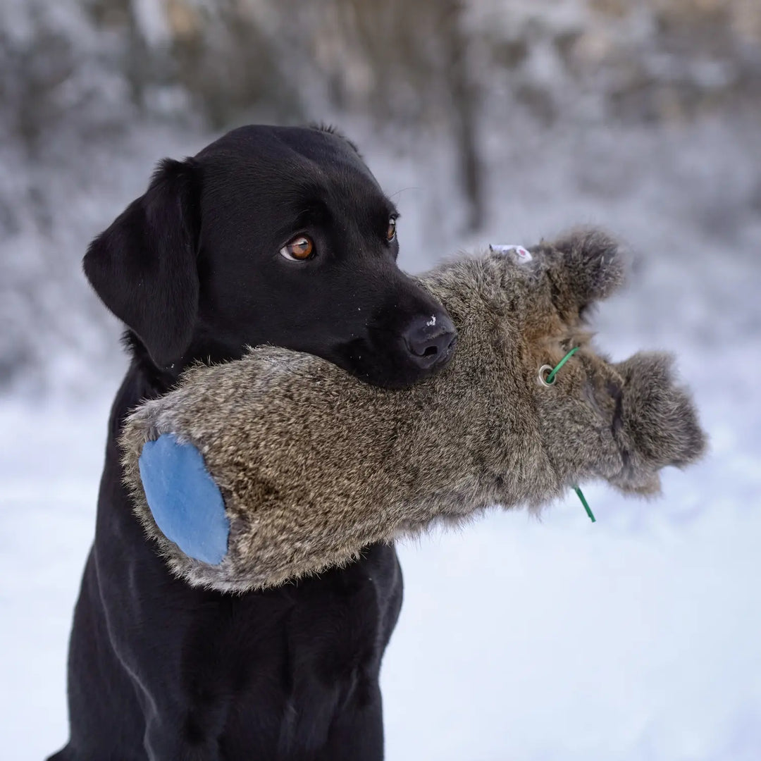 Miljöbild svart labrador håller sporting saint kanin dummy 1,3 kg