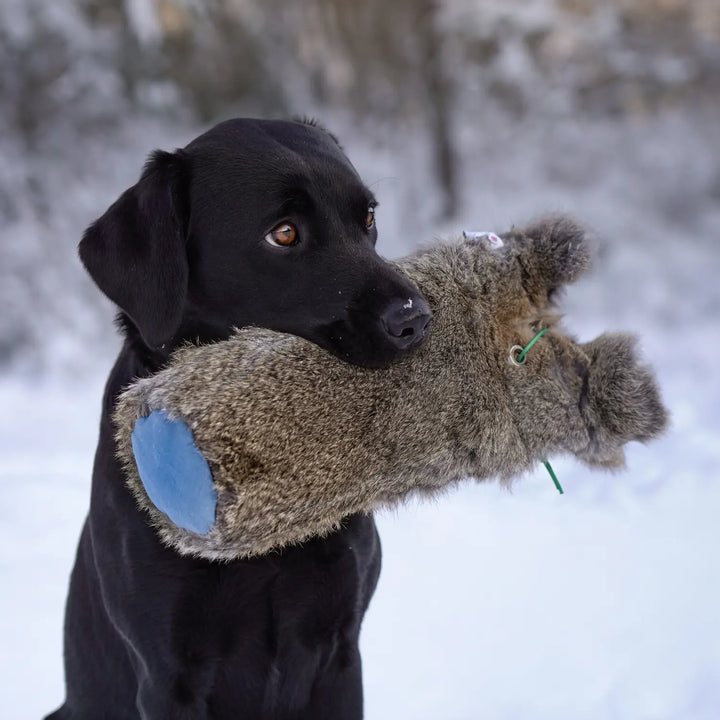 Miljöbild svart labrador håller sporting saint kanin dummy 1,3 kg