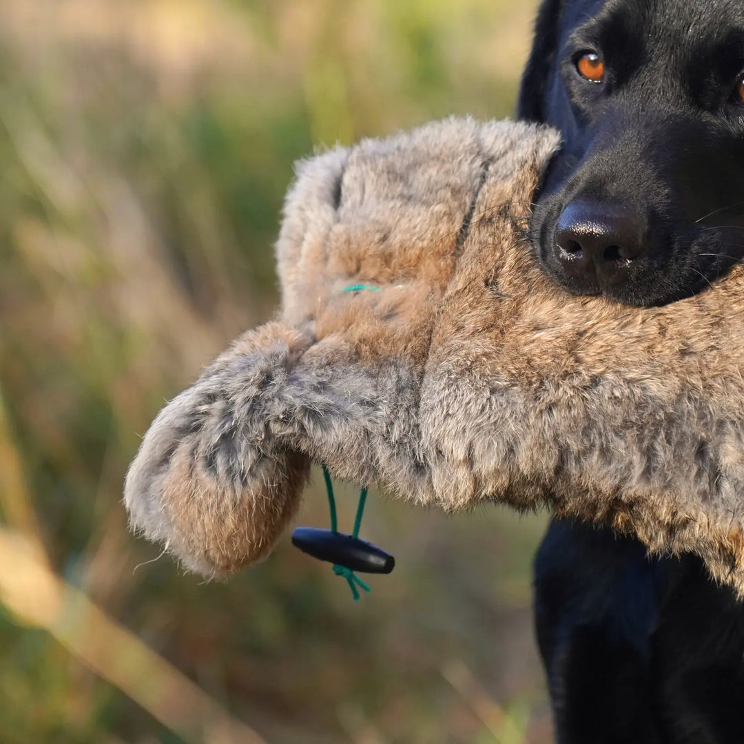 Miljöbild svart labrador med sporting saint kanin dummy 1,3 kg närbild