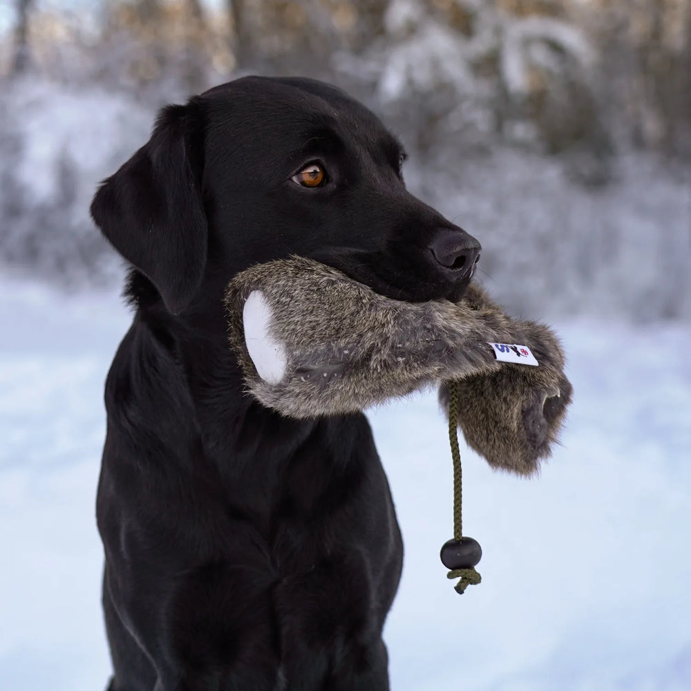 Miljöbild svart labrador med Sporting saint kanindummy 100 g med kastsnöre #color_rabbit
