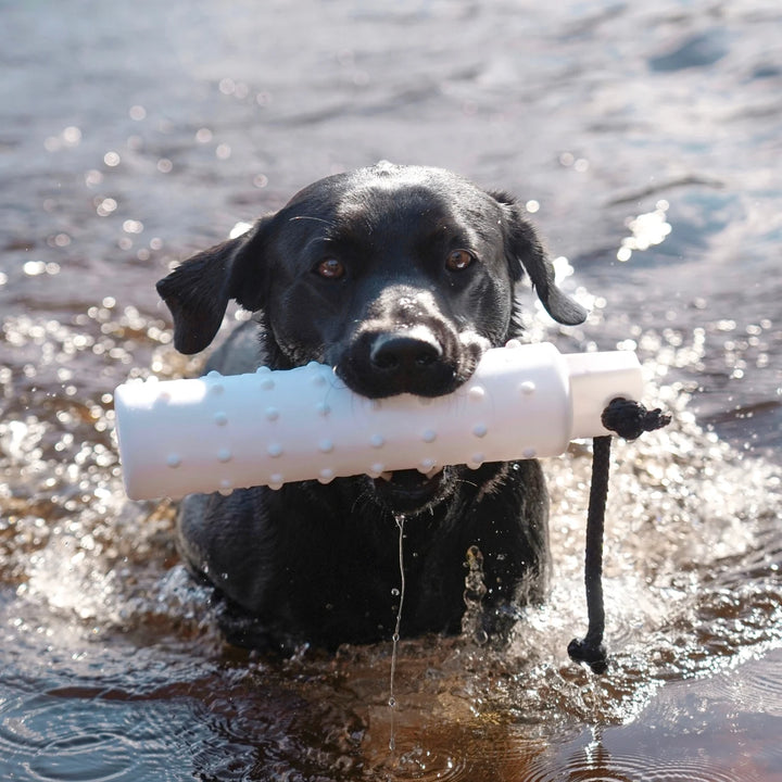 Miljöbild svart labrador apporterandes i vatten med sporting saint vattendummy 29 cm vit #color_white