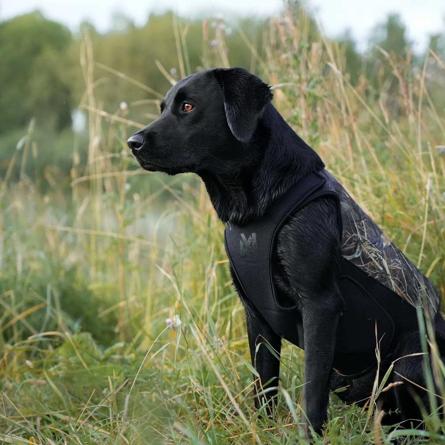 MIljöbild non-stop dogwear Protector neoprene vest light 