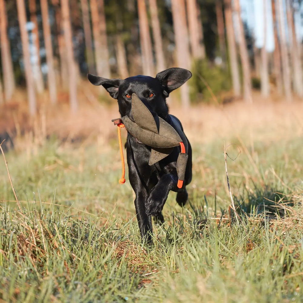 miljöbild svart labrador på fält med firedog fågeldummy 600 g khaki #color_khaki