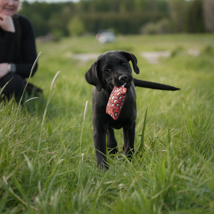 Miljöbild svart labrador valp bär sporting saint valpdummy 35 g fasan