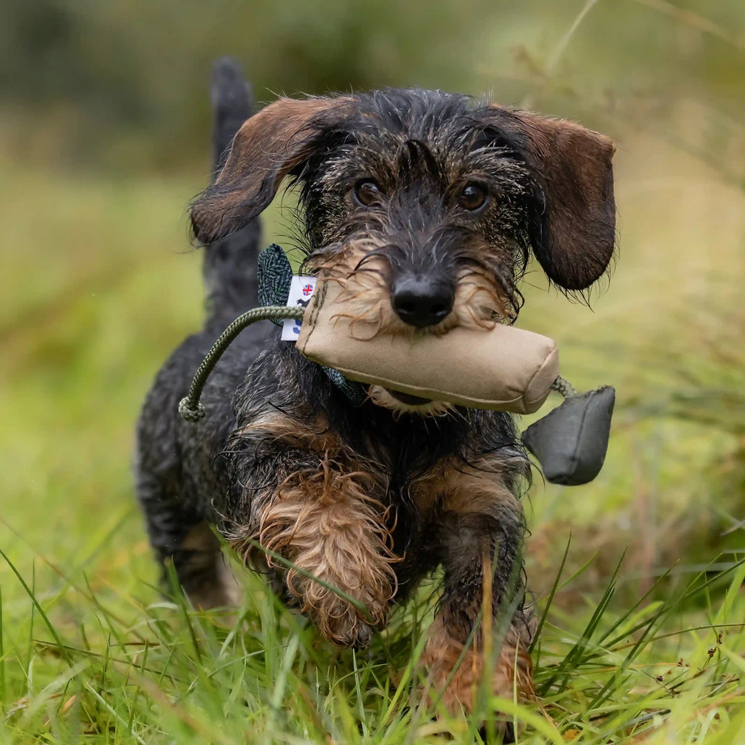 Miljöbild terrier valp med sporting saint fågel dummy 150 g