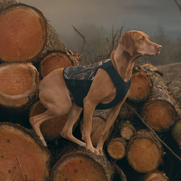 MIljöbild vizla non-stop dogwear Protector neoprene vest light 